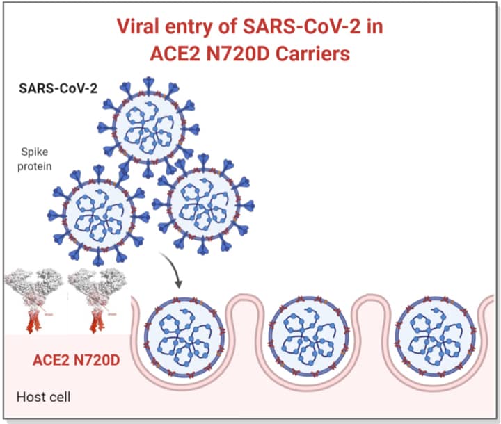 viral-enrty-of-SARS-CoV-2-in-ACE2-N720D-CARRIERS