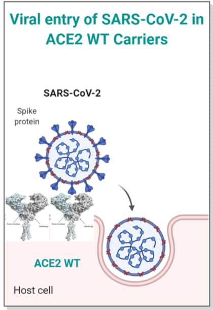 viral-enrty-of-SARS-CoV-2-in-ACE2-WY-CARRIERS
