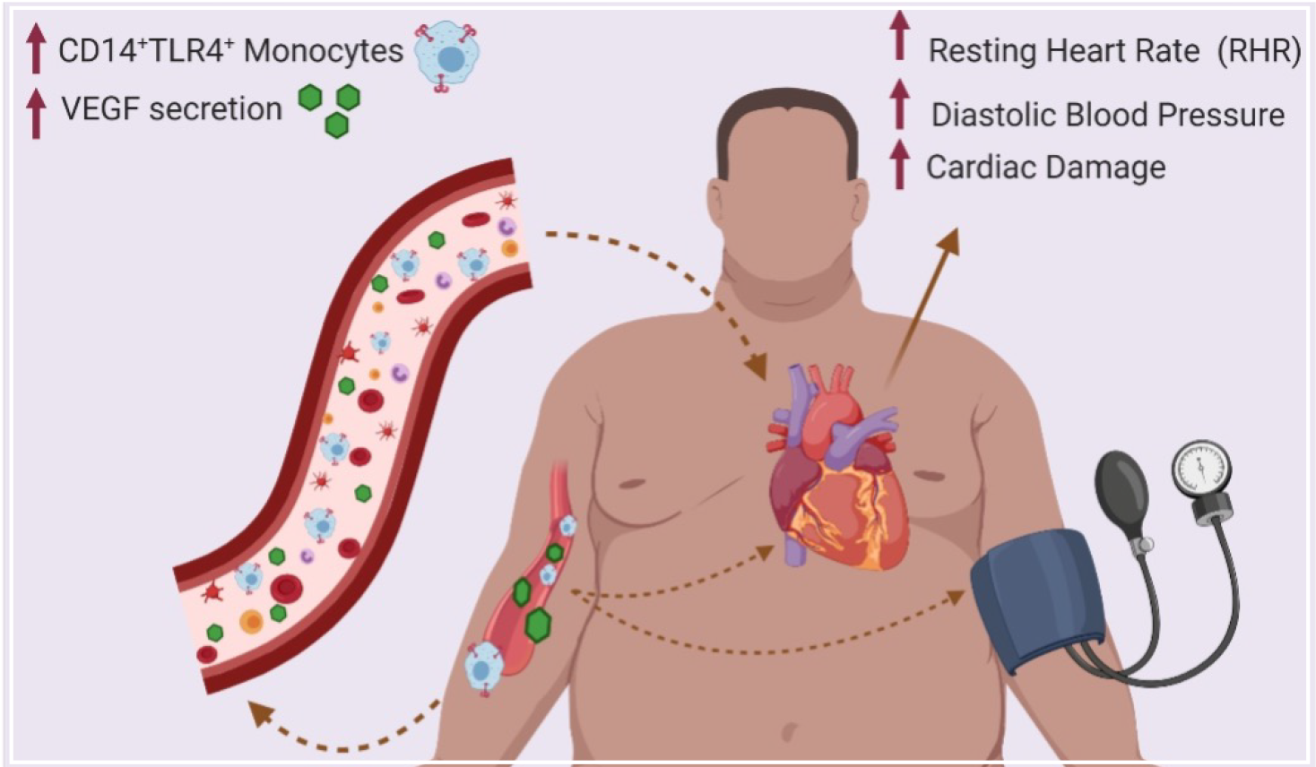 PREDICTOR OF CARDIOVASCULAR RISK