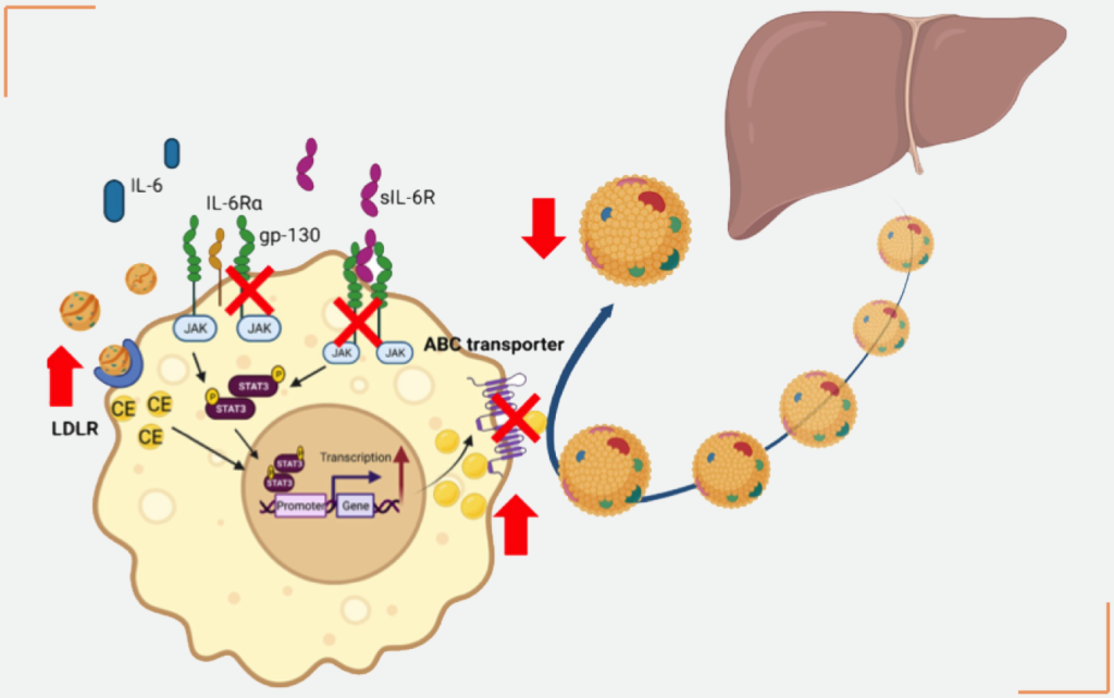 ddi-researchers-delivered-two-oral-presentations-and-12-abstracts-in-the-ada-82nd-scientific-sessions