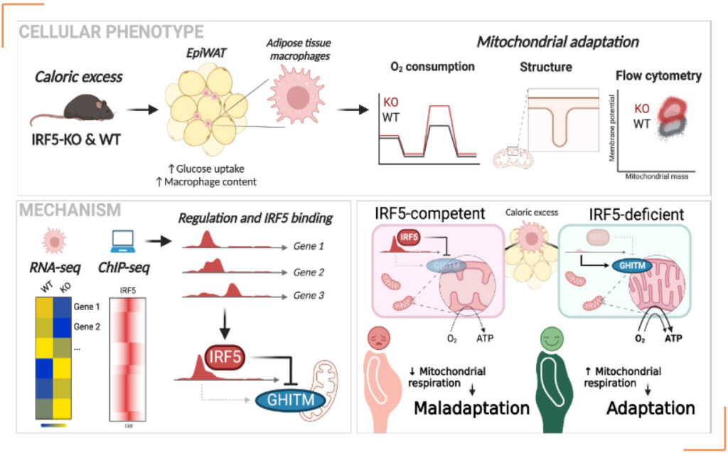 cellular-phenotype